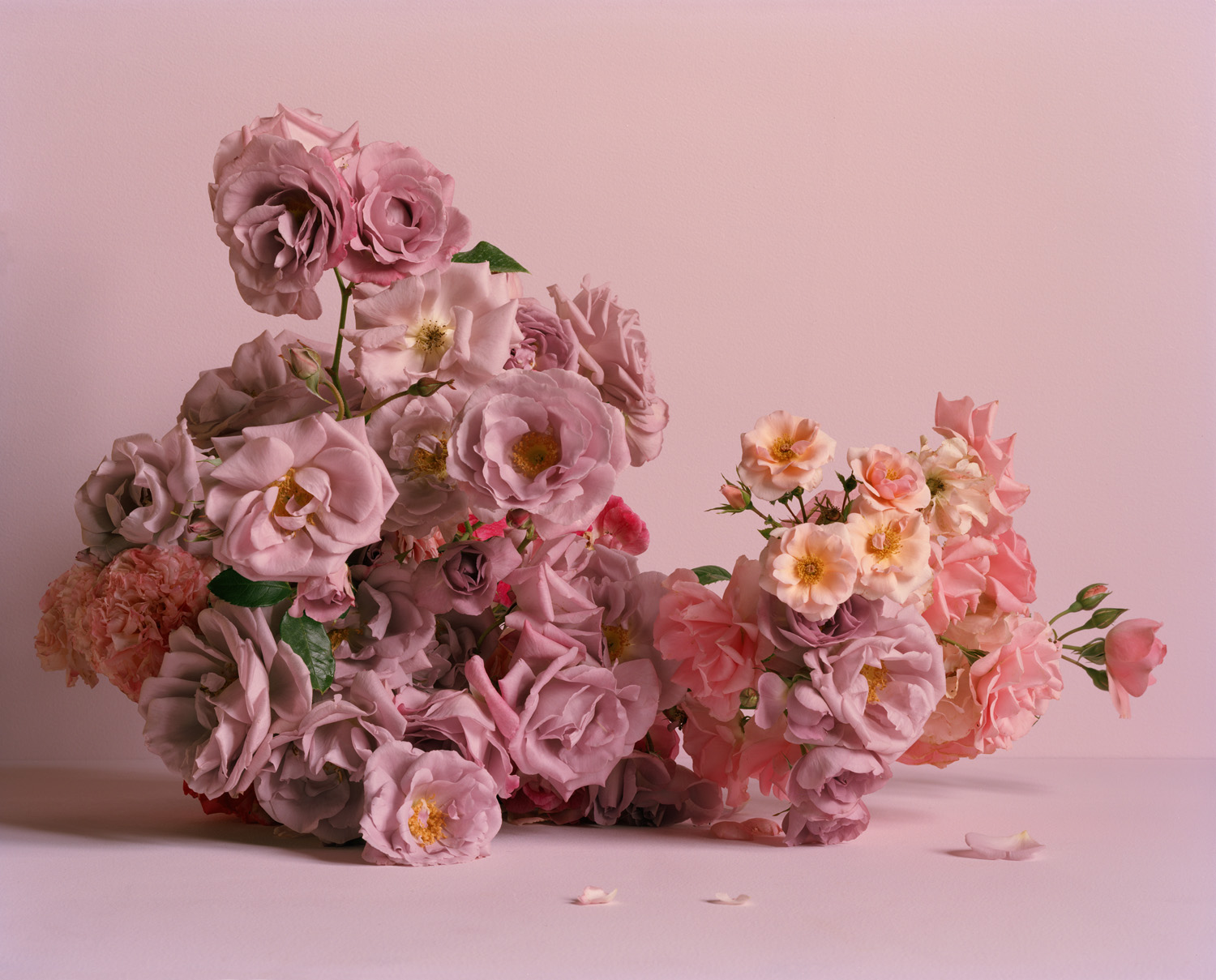 42 Roses #42 - Michael Reid