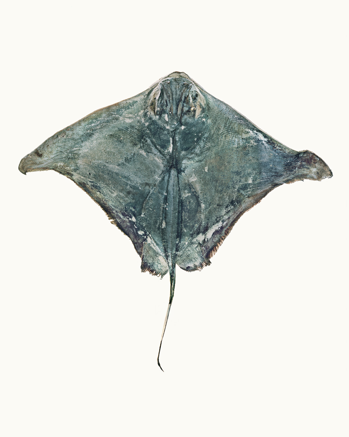 Eagle Ray - Michael Reid