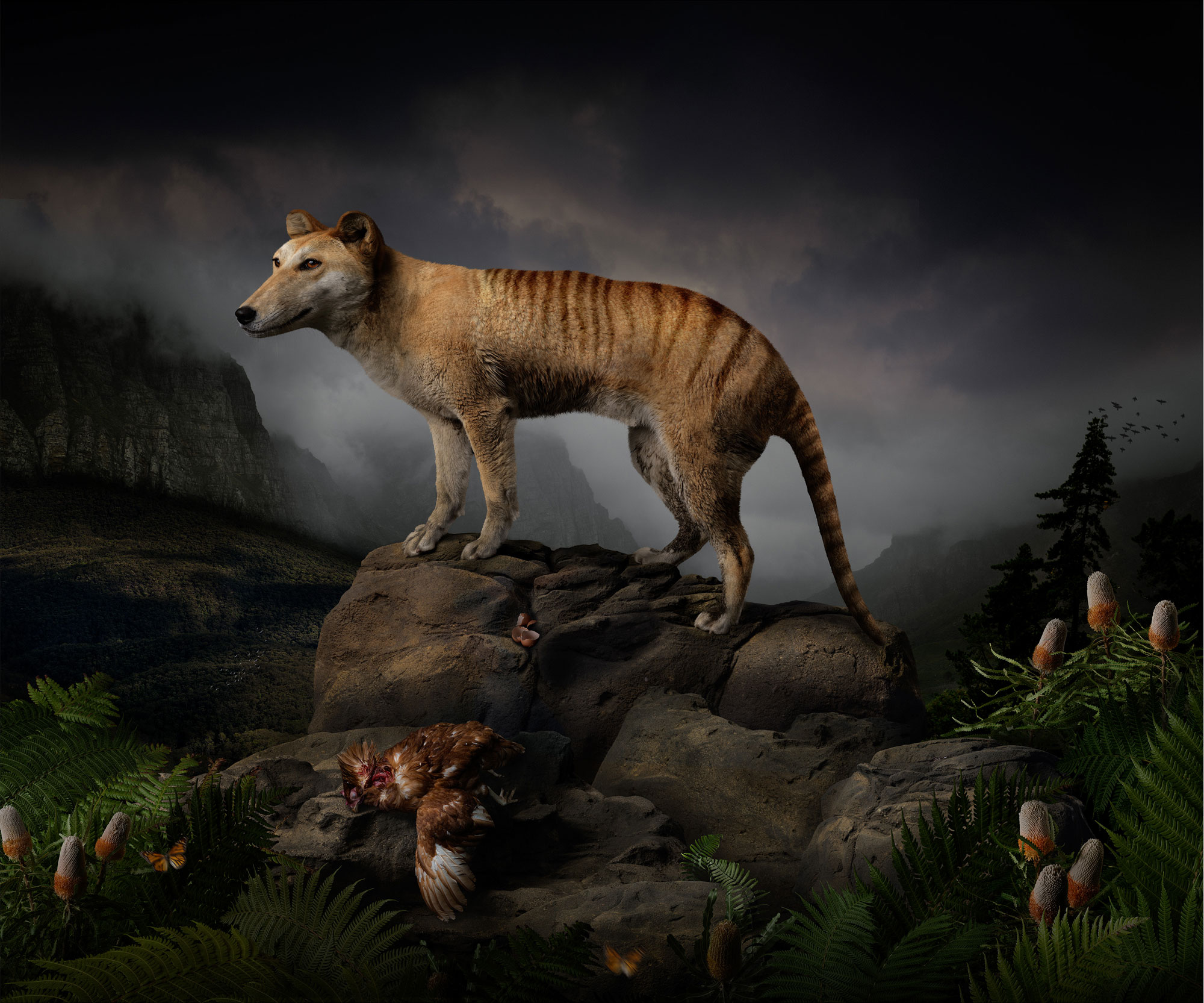 Thylacine Study Number 7 - Michael Reid